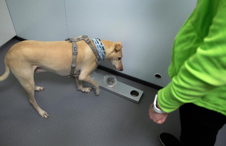 Σκύλοι-ιχνηλάτες στη Γερμανία εντοπίζουν με ακρίβεια ασθενείς με COVID